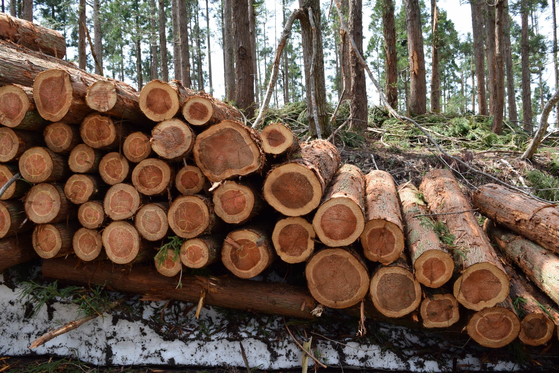 FSC®森林認証紙は、適切に管理された森林の木材を使った紙のことです。